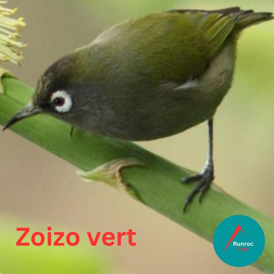 Zoizo Vert - Studio Au Calme Avec Jardin - St Leu Saint-Leu Bagian luar foto